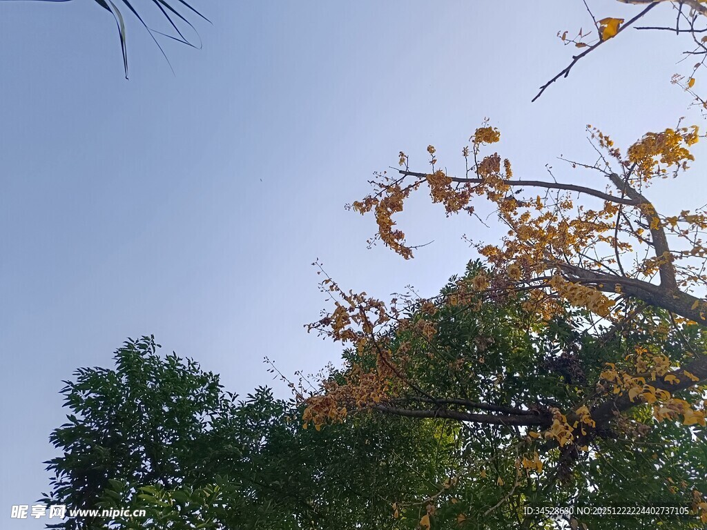 枝头黄叶映蓝天