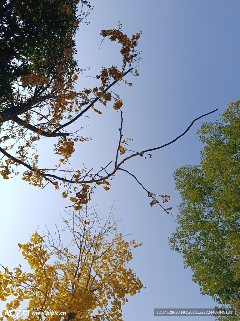 秋日树梢与蓝天美景