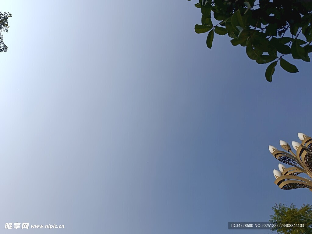 仰视蓝天与枝叶