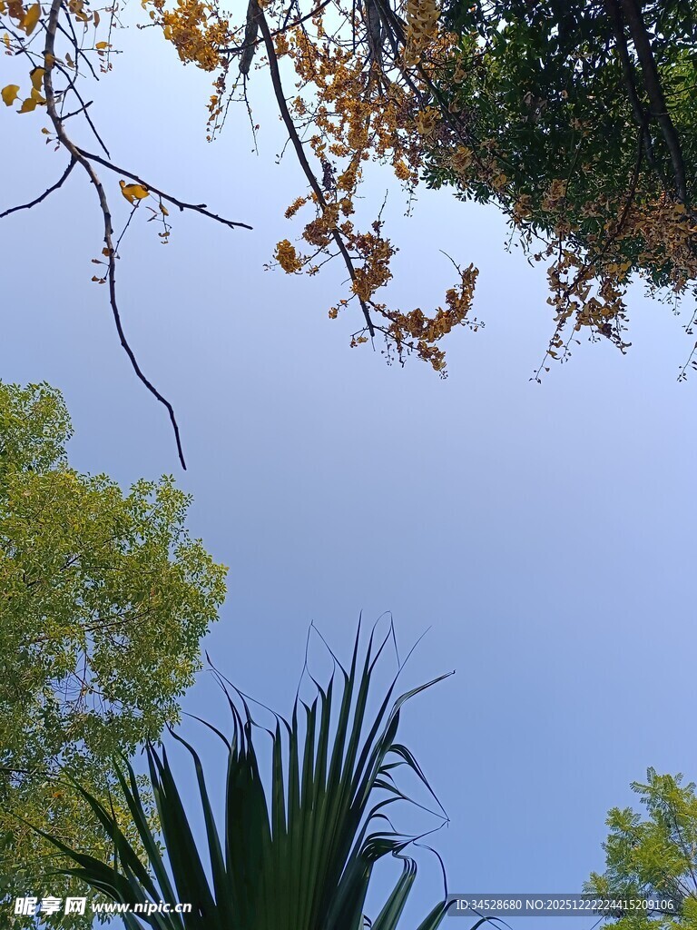 仰视蓝天与繁茂枝叶