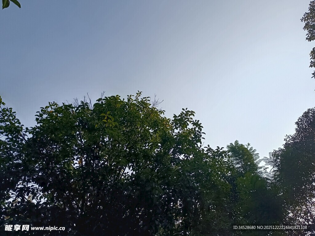 林间树梢上的晴朗天空