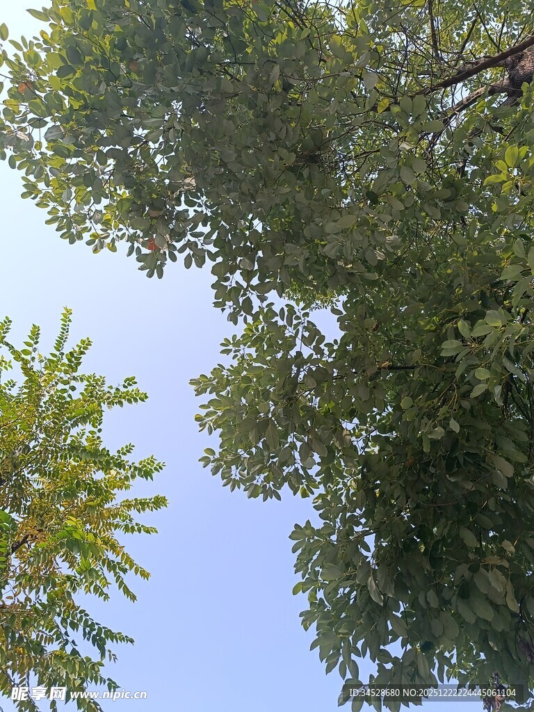 仰视绿树蓝天