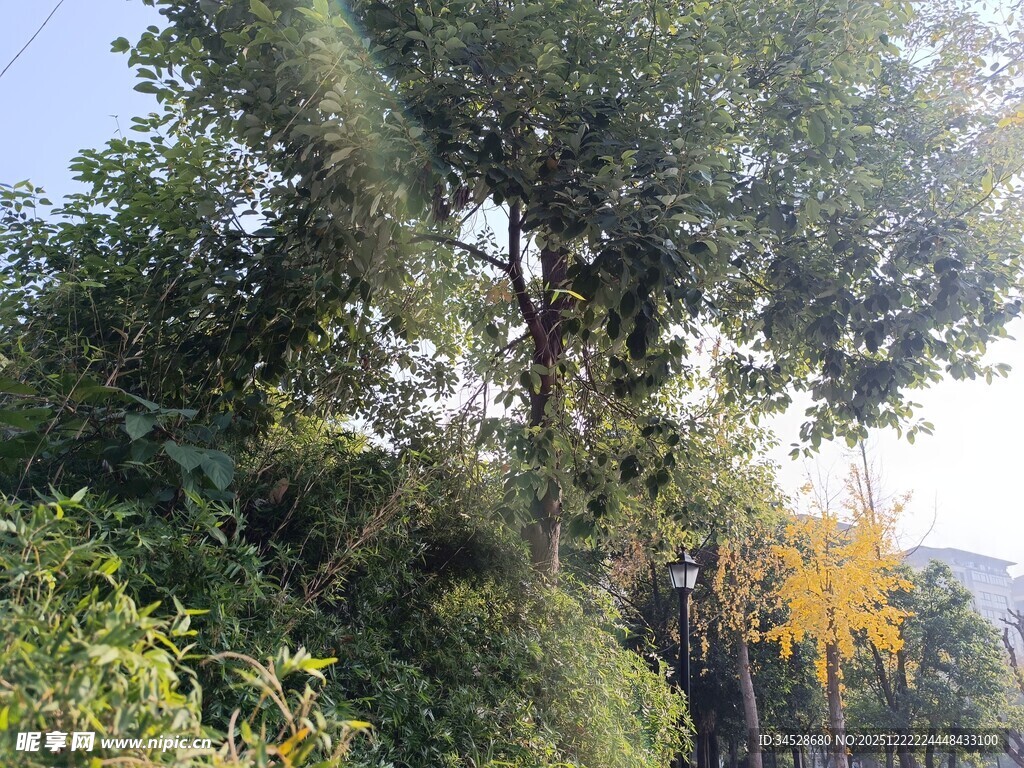 阳光照耀下的繁茂树林