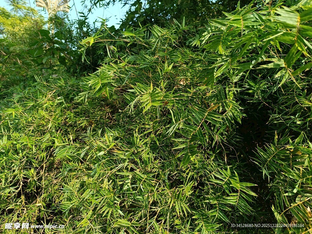 翠绿繁茂的植物景观