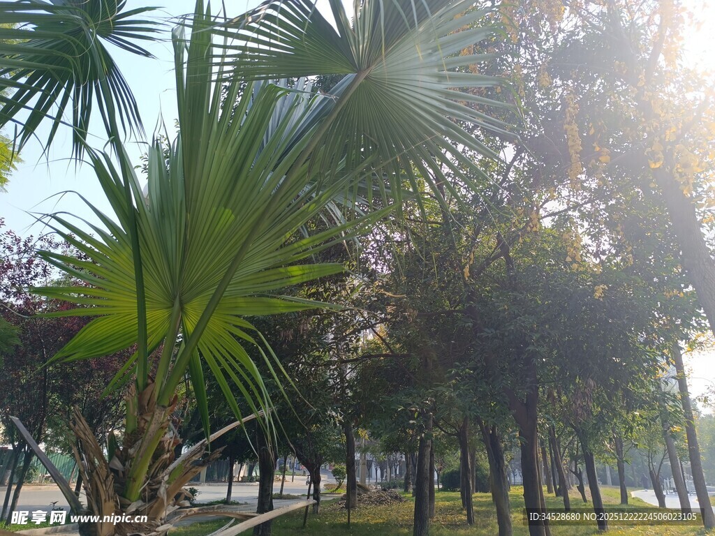 阳光下的棕榈树景观