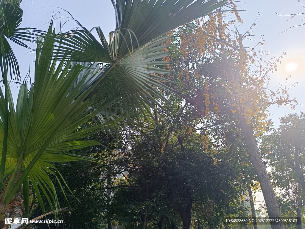 阳光洒落的热带植物景观