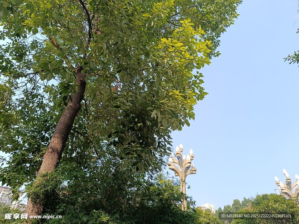 夏日繁茂绿树蓝天景象