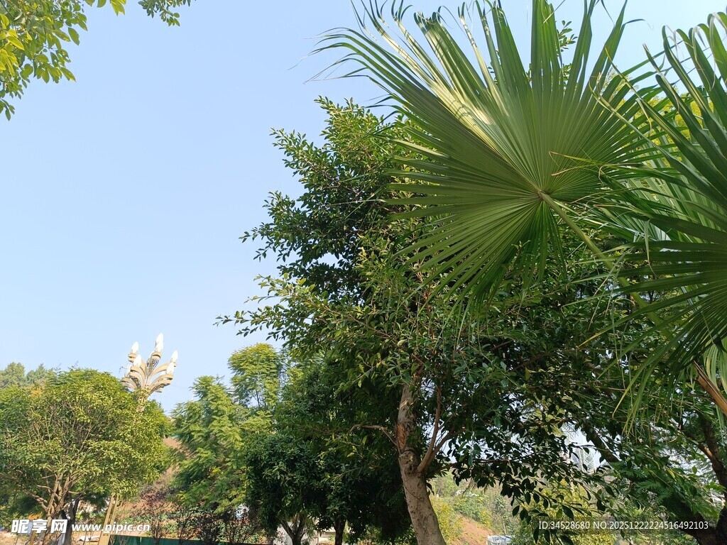 夏日葱郁绿树风景