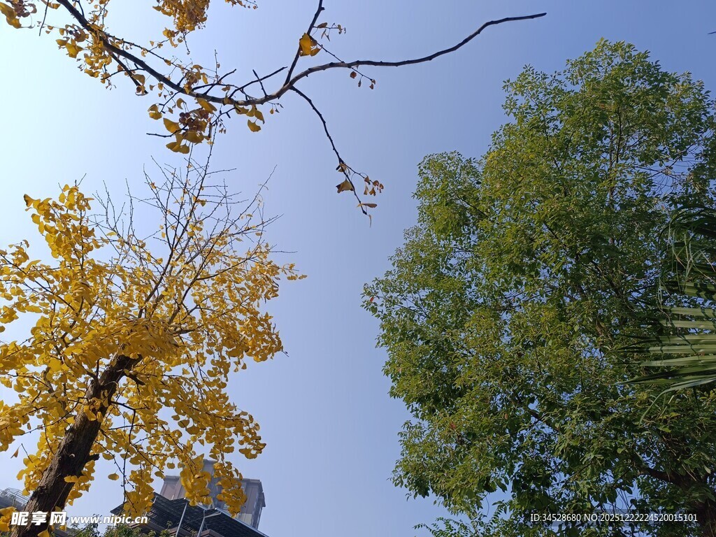 秋日双树映蓝天