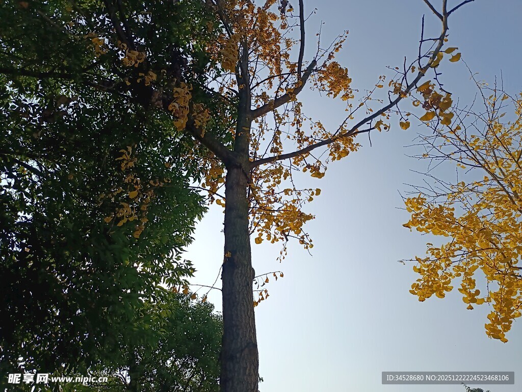 秋日挺拔树木黄叶蓝天