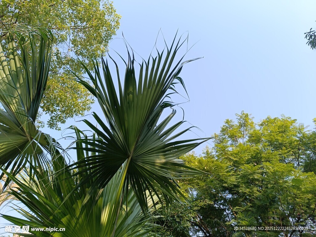 阳光下的翠绿棕榈植物