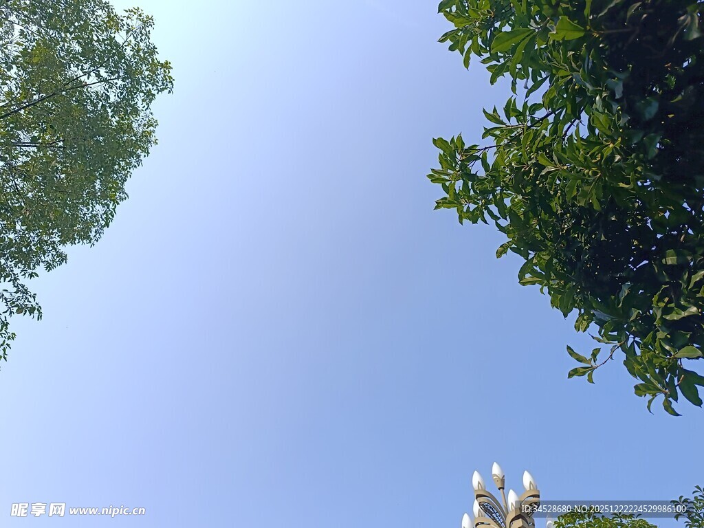 仰视绿树蓝天景致