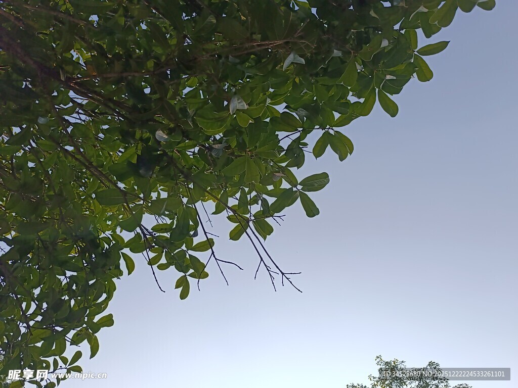 仰视翠绿枝叶与天空