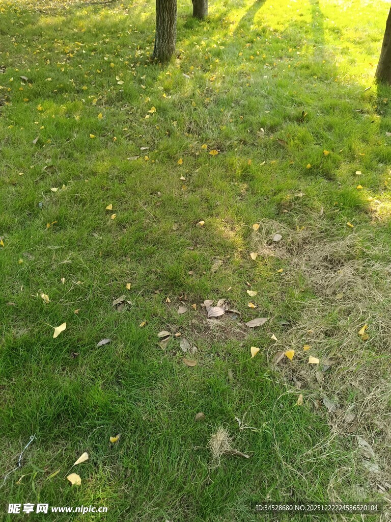 林间草地绿意盎然