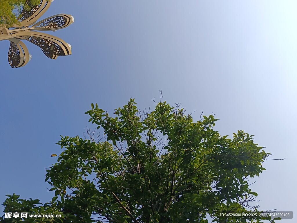 仰视绿树与建筑顶部