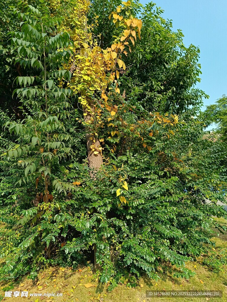 秋日树林中多彩树木景观