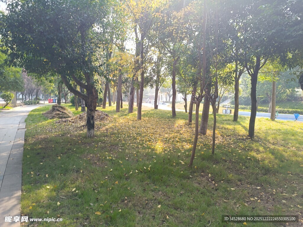 阳光洒落林间小道