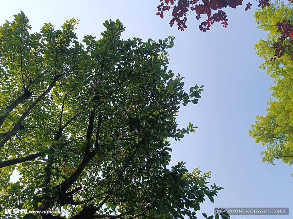 仰视葱郁树木与蓝天