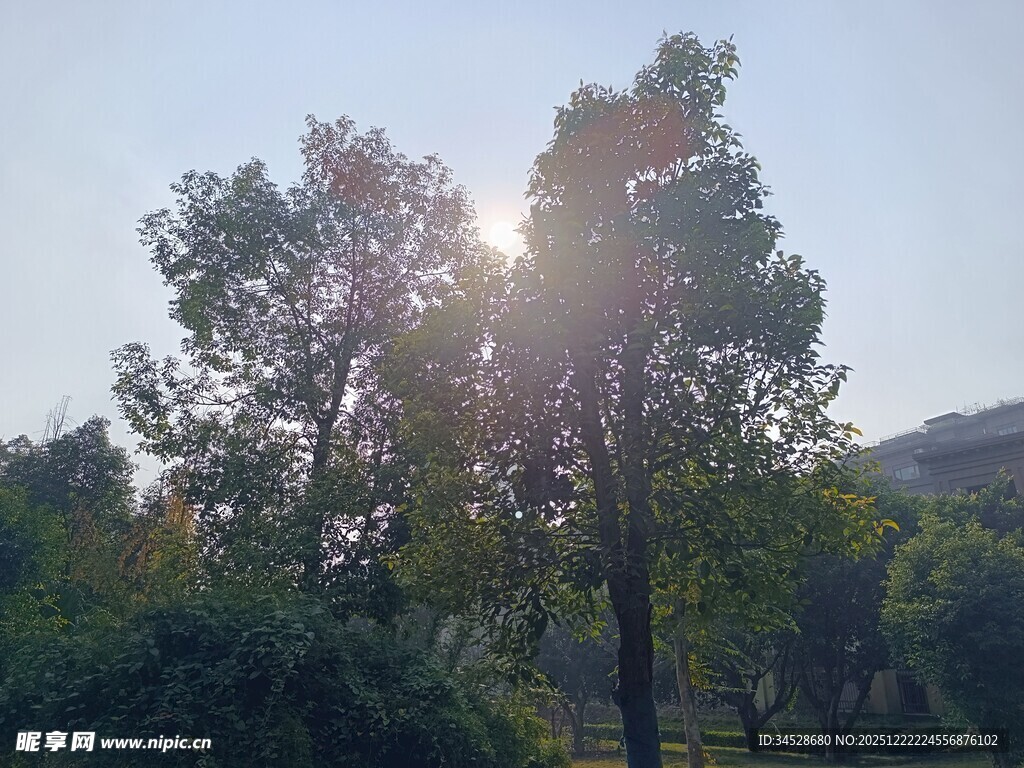 阳光透过树林的美好景象