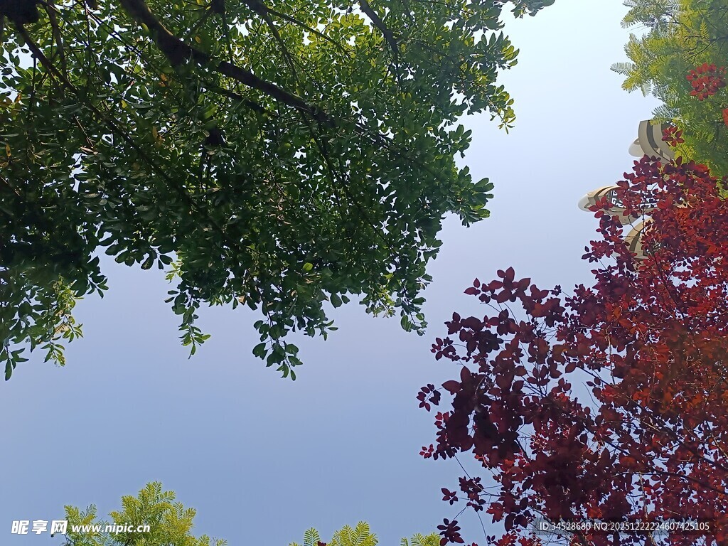 仰观绿树红叶映蓝天