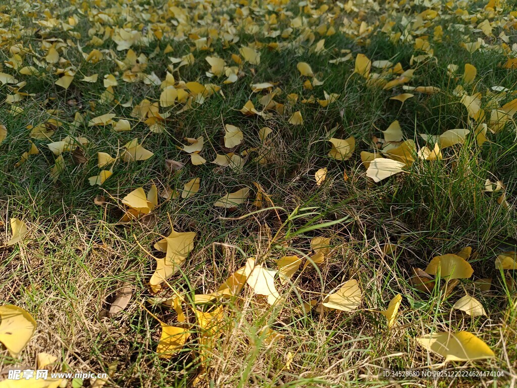 秋日草地落叶美景