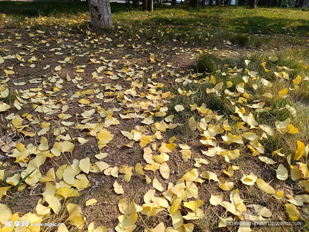 秋日落叶铺就斑斓地面