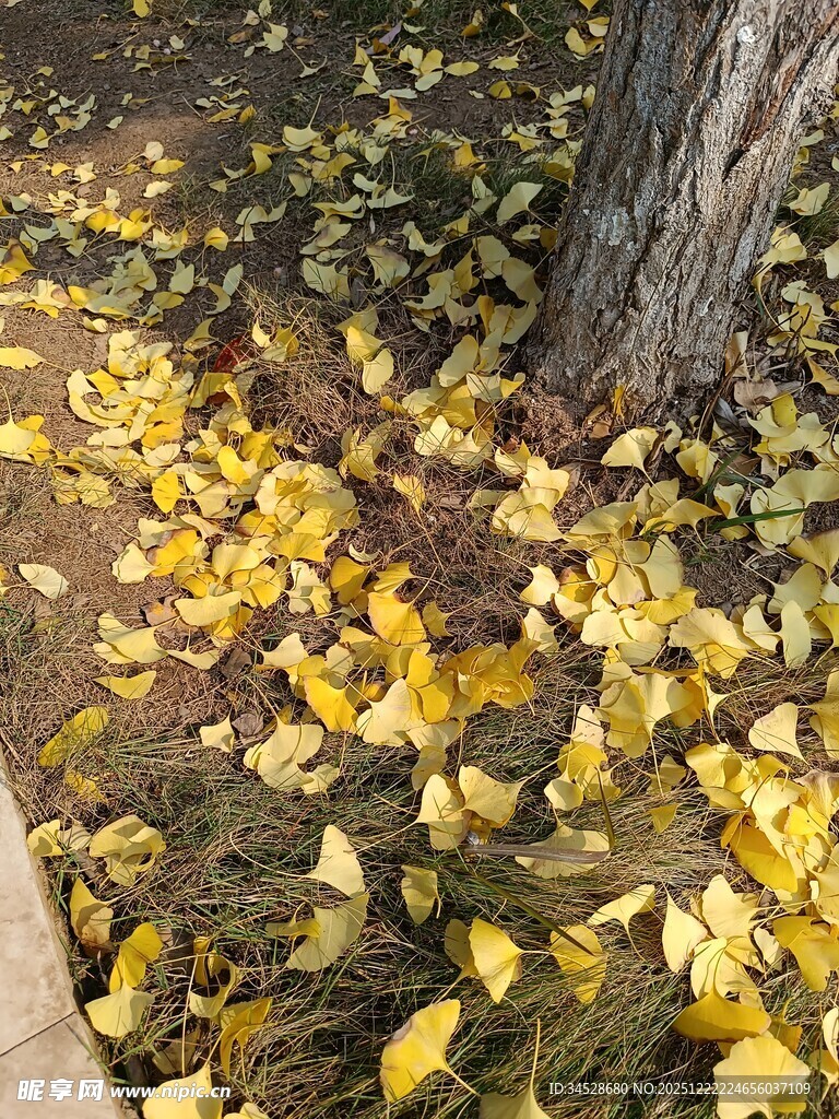 树下银杏落叶美景