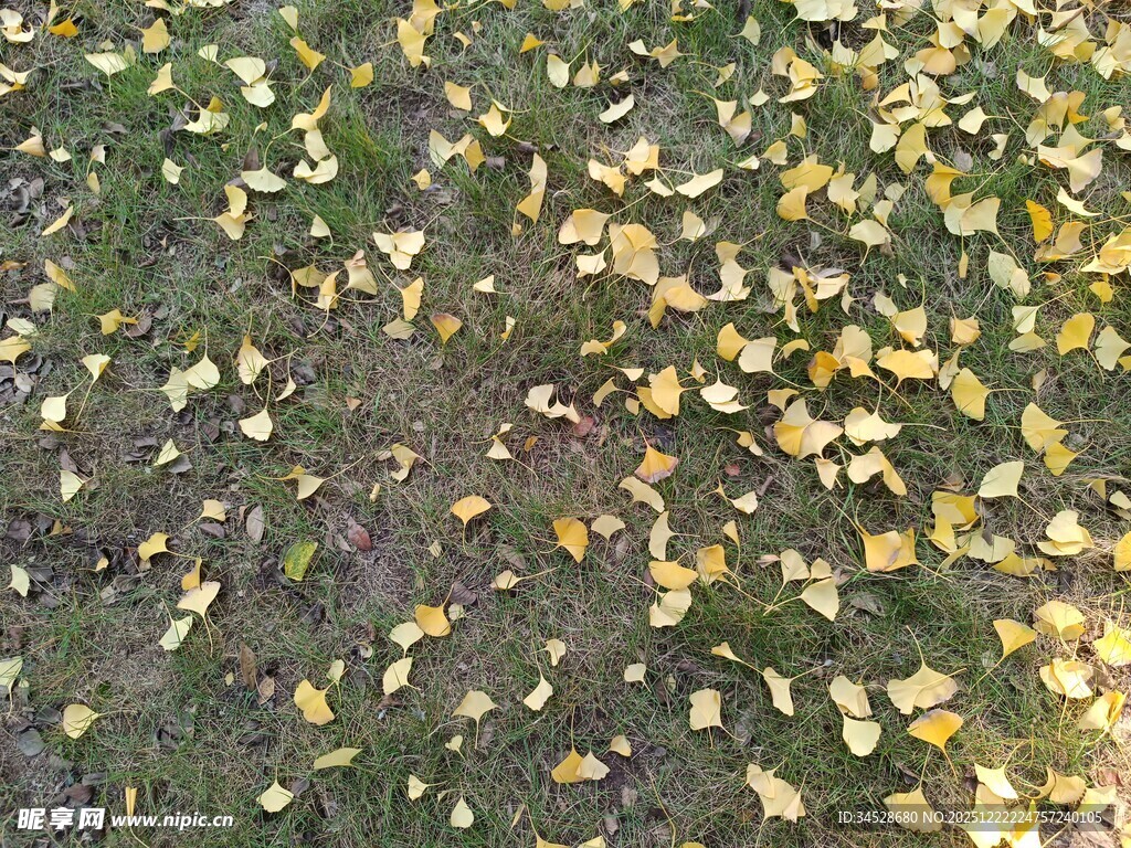 地面散落的金黄银杏叶
