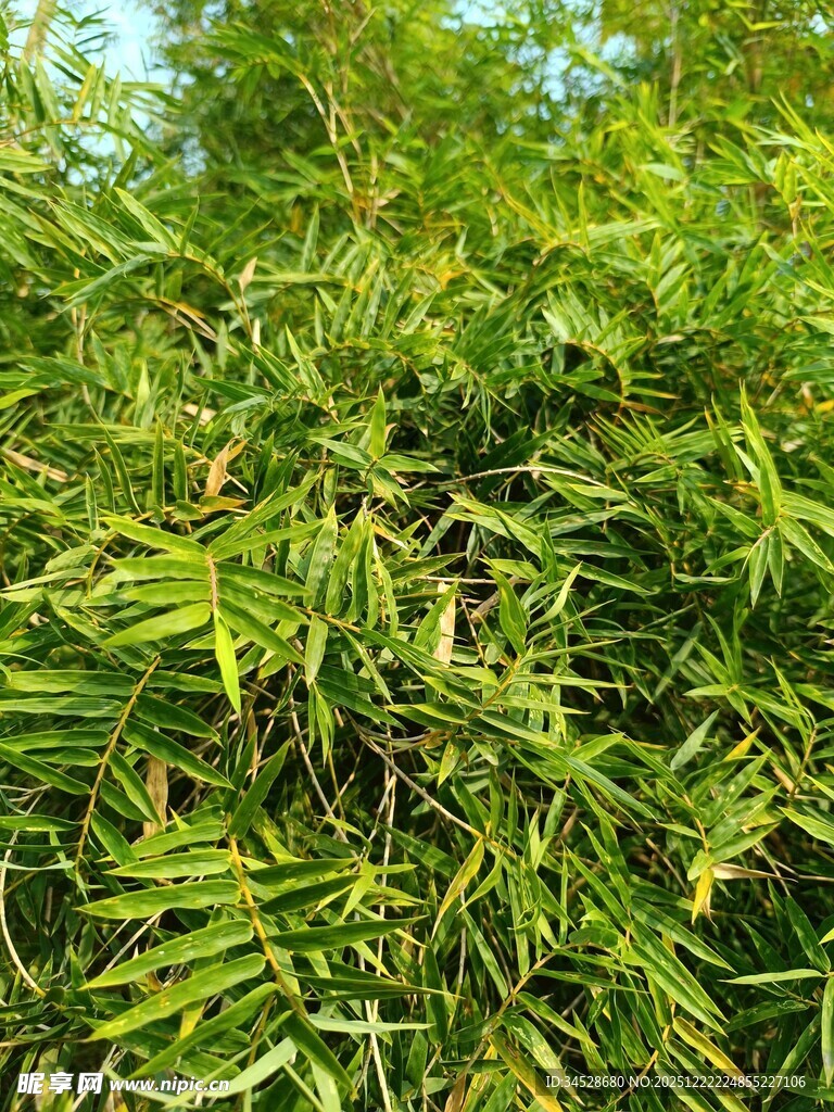 翠绿竹林枝叶繁茂景象