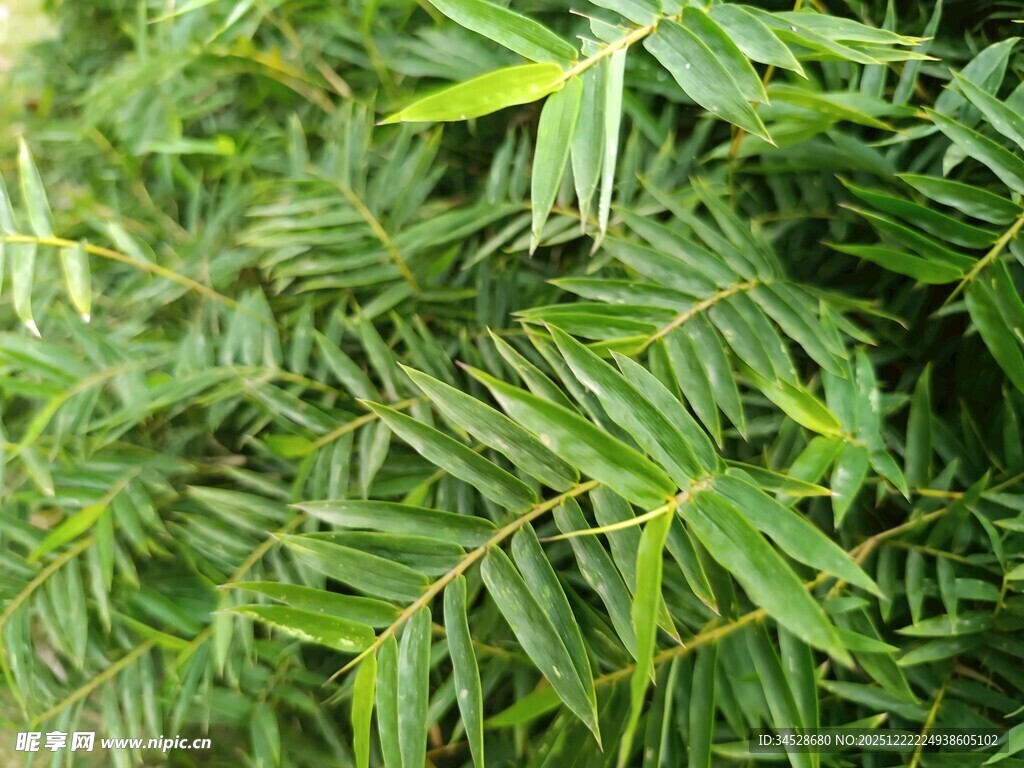 翠绿繁茂的羽状叶片植物