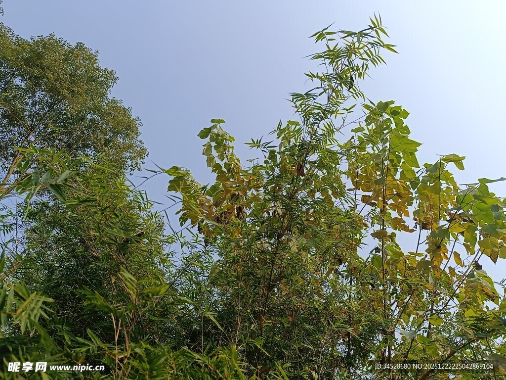 繁茂绿树映衬蓝天