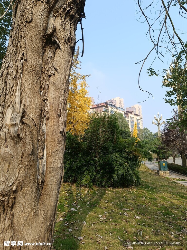 秋日公园树干旁的自然景致