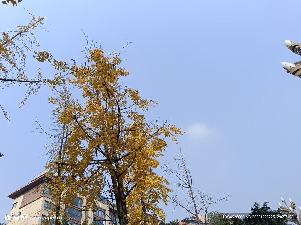 秋日金黄银杏树与建筑