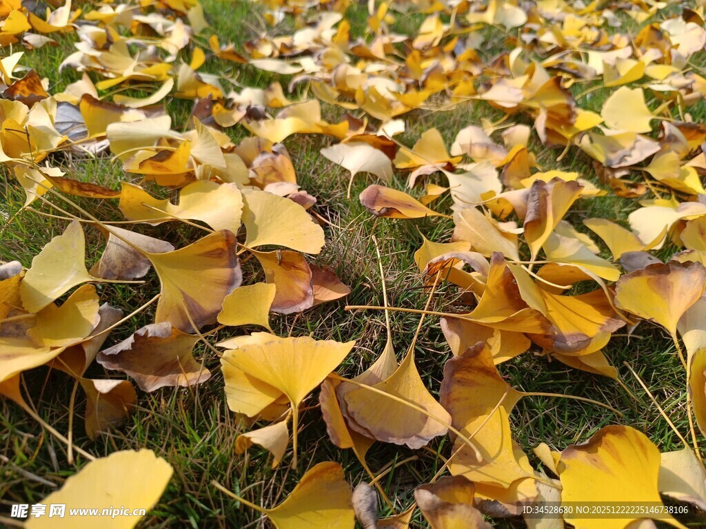 金黄银杏叶铺满地面