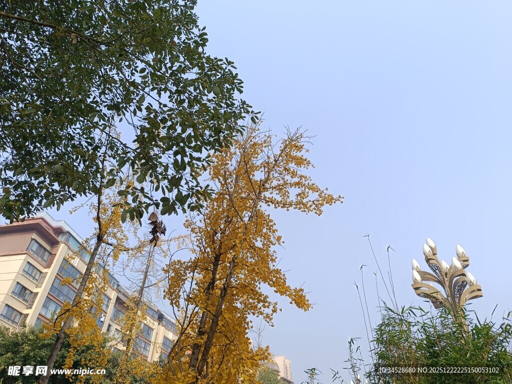 秋日银杏与周边景致