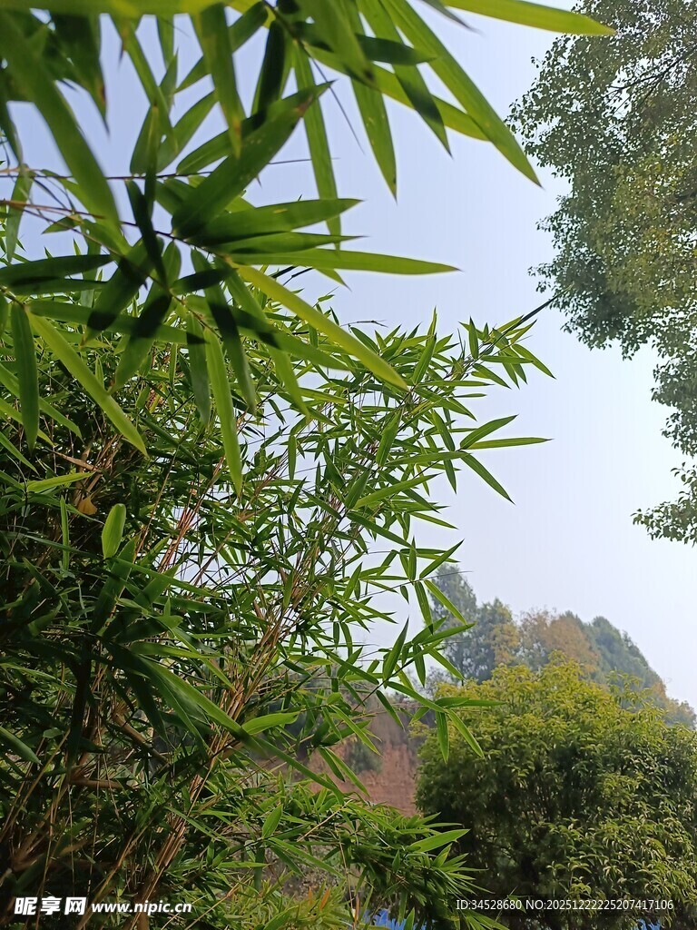 翠绿竹叶间的自然景致