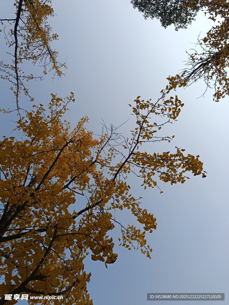 仰望金黄银杏树枝桠
