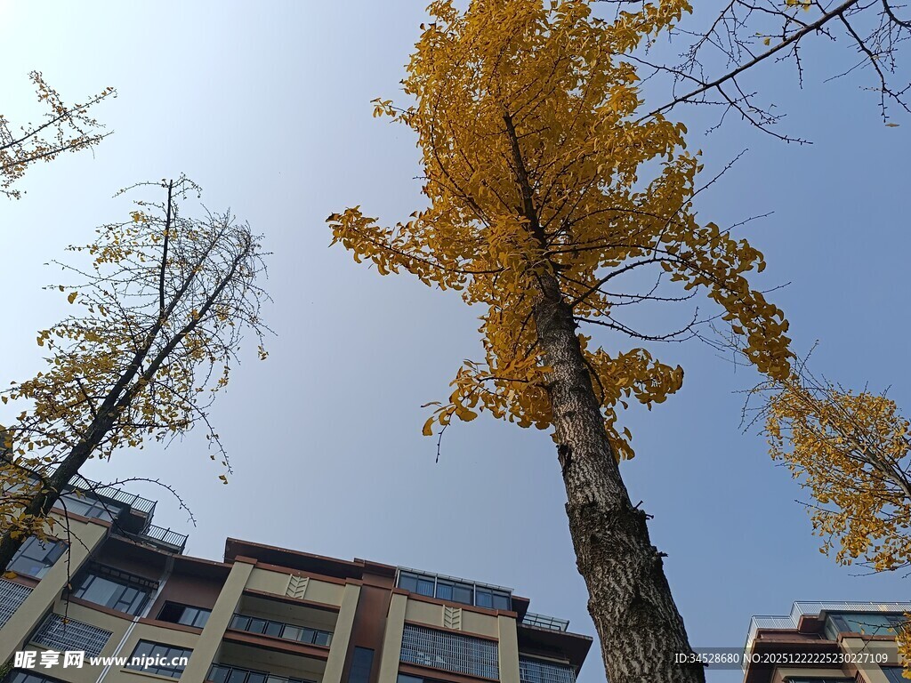 秋日银杏与楼宇美景