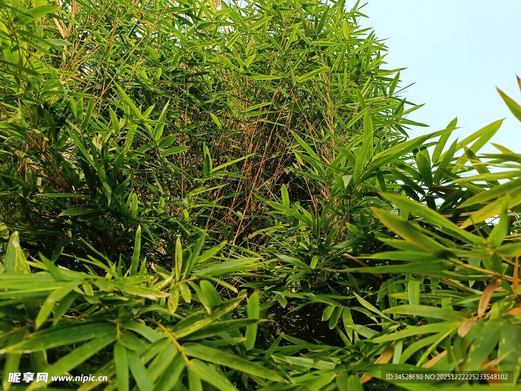 翠绿繁茂的竹林景致