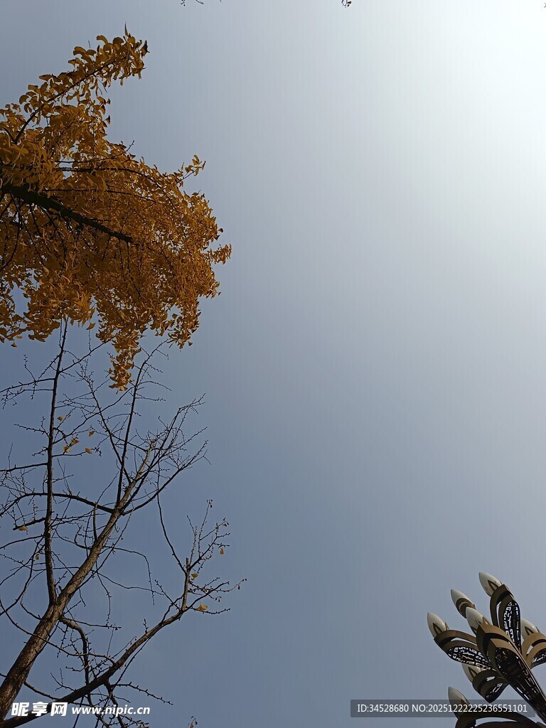 仰望秋日金黄树冠