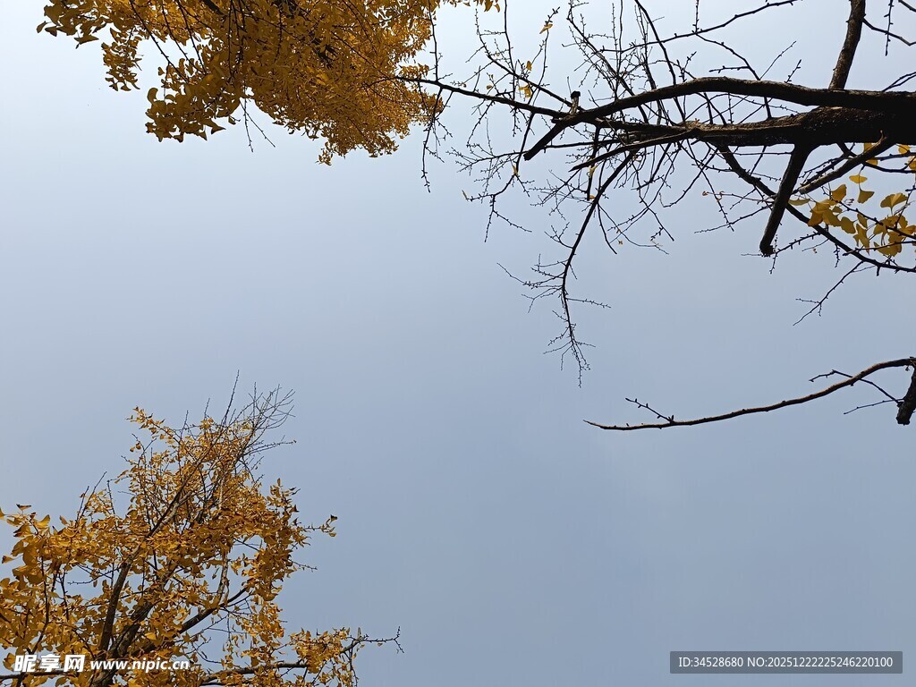 仰望秋日金黄树叶