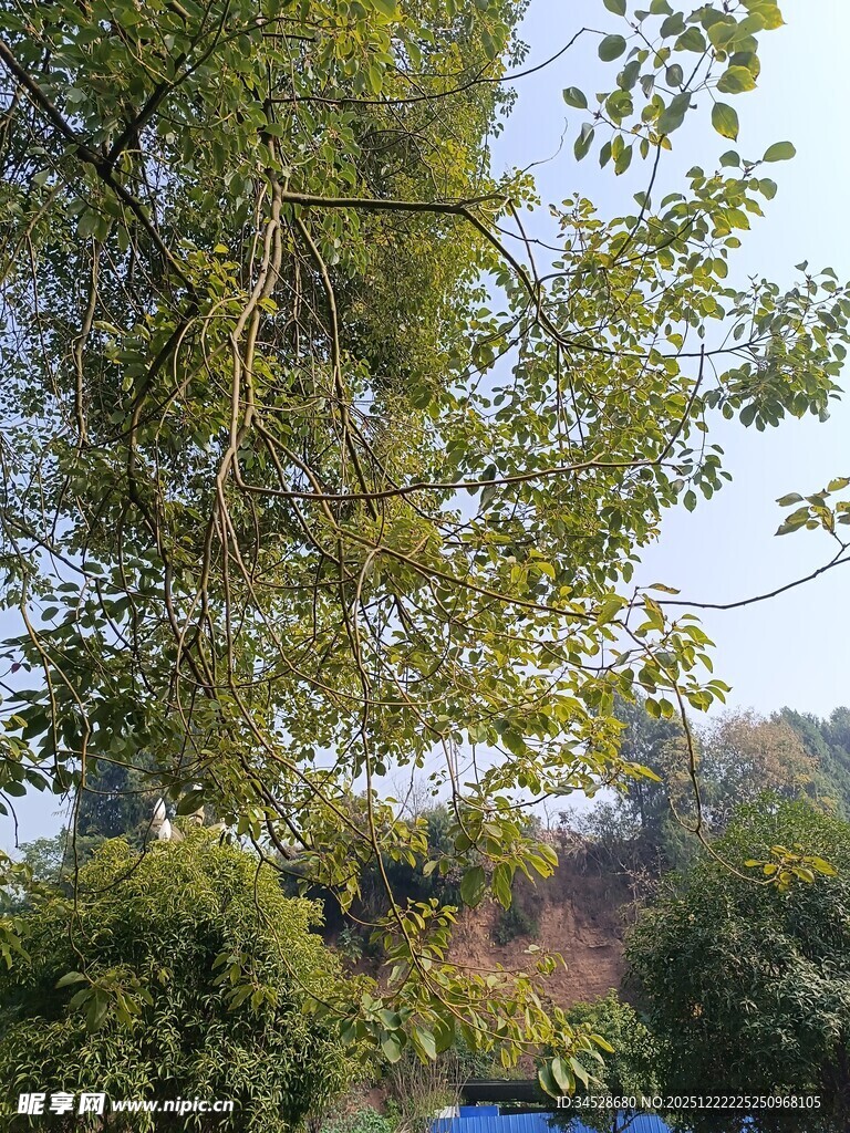 繁茂绿树与远处景致