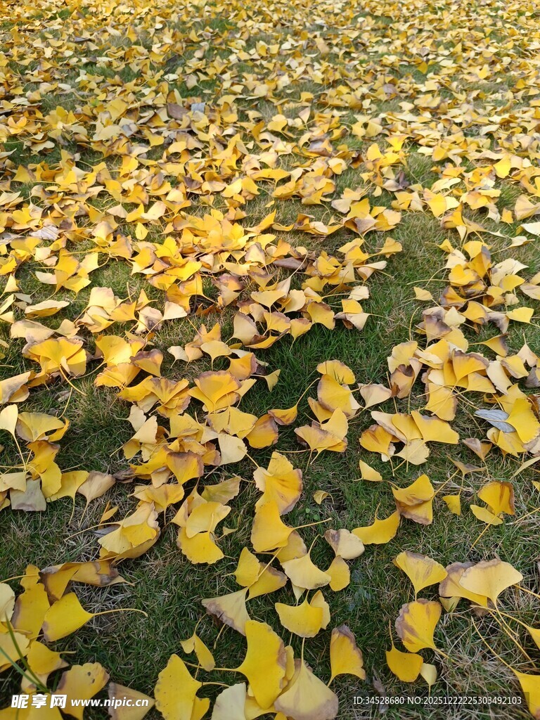 金黄银杏叶铺满地面