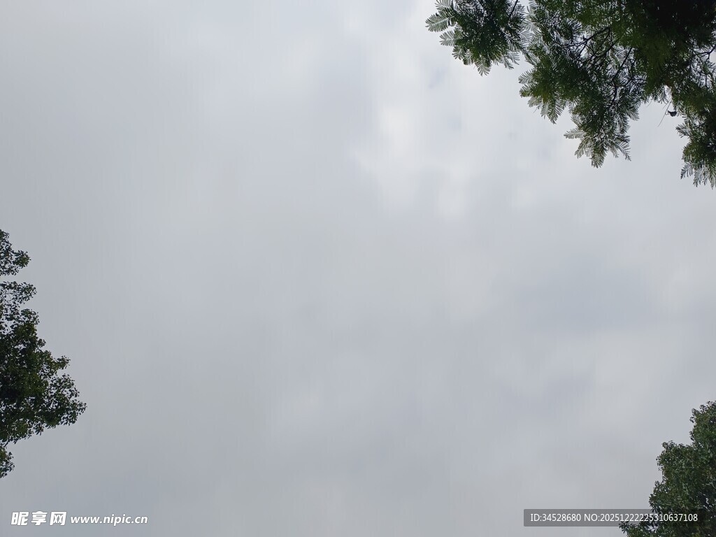 仰视天空中的树木枝叶