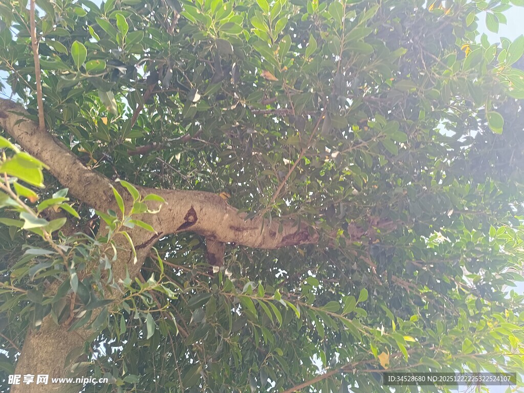 树上栖息的猴子