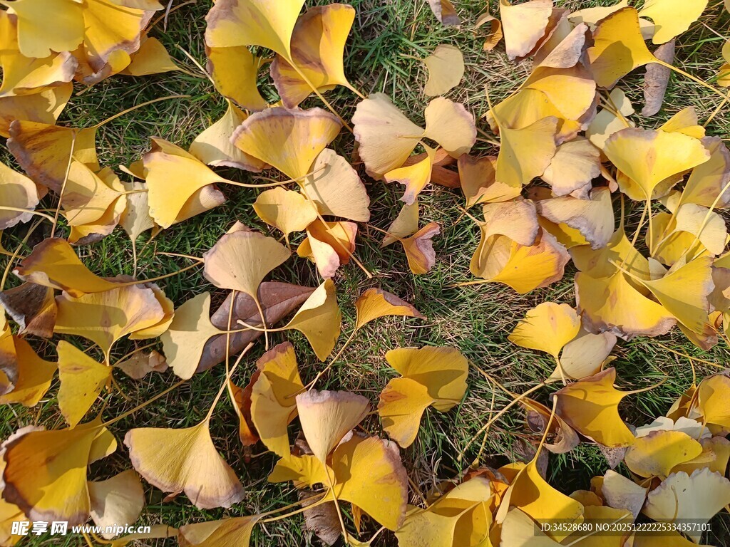 金黄银杏叶铺就秋日美景