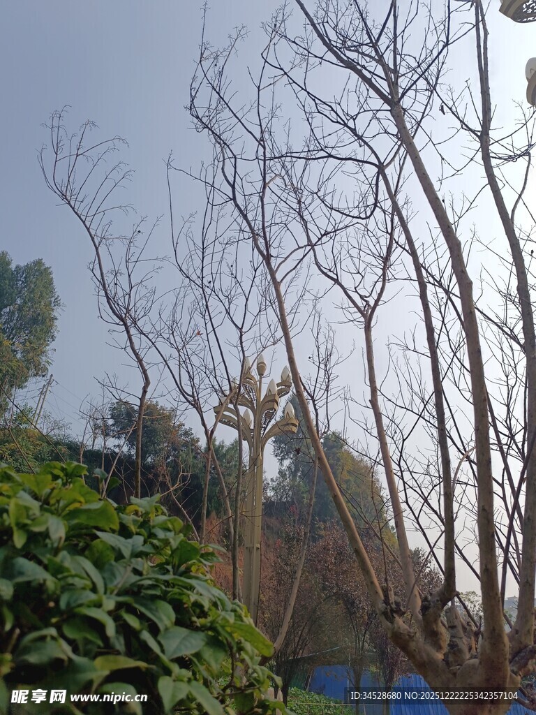 冬日枯树与绿植景观