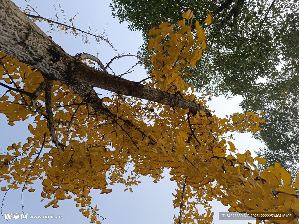 仰望金黄银杏树枝桠