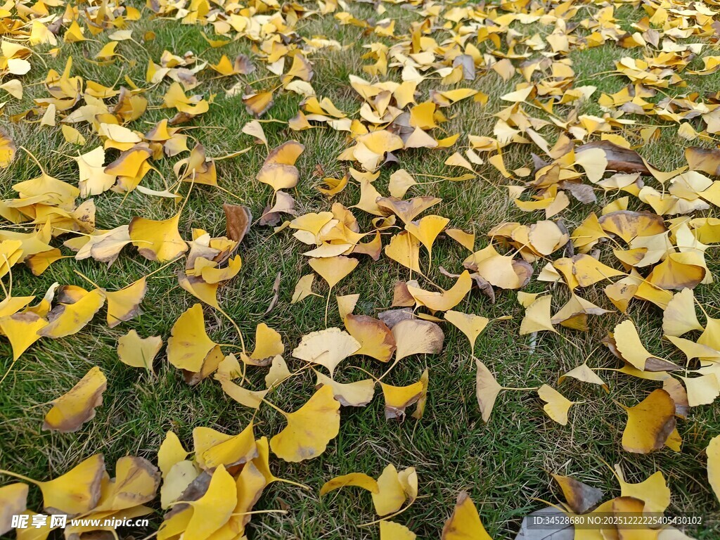 秋日草地落满金黄银杏叶