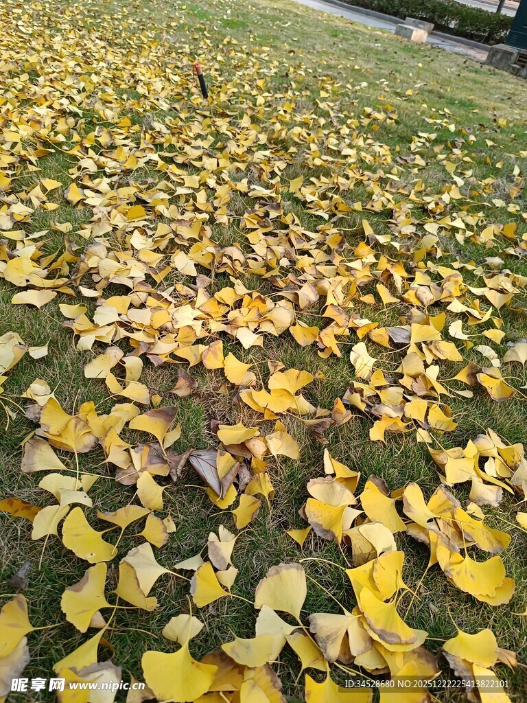 金黄落叶铺满草地